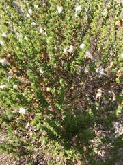 Cliffortia polygonifolia polygonifolia