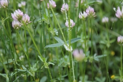 Trifolium strictum