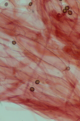 Cortinarius delibutus