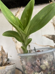 Catasetum lucis