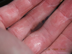 Eubranchipus neglectus