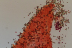 Cortinarius delibutus