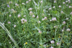 Trifolium strictum