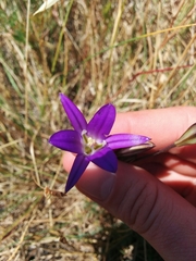 Brodiaea elegans elegans