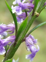 Anarrhinum bellidifolium