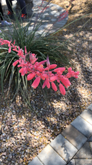 Hesperaloe parviflora