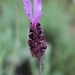 Lavandula pedunculata - Photo (c) Pablo de la Fuente Brun,  זכויות יוצרים חלקיות (CC BY), הועלה על ידי Pablo de la Fuente Brun