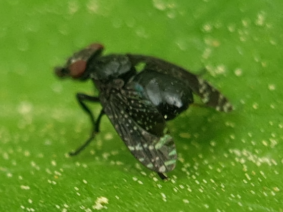 Platystoma arcuatum