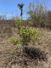 Maytenus phyllanthoides