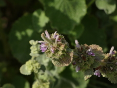 Marrubieae