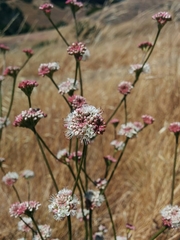 Eriogonum nudum nudum