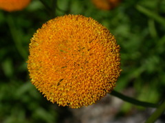 Leucanthemum discoideum