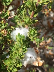 Cliffortia polygonifolia polygonifolia