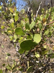 Maytenus phyllanthoides