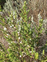 Cliffortia polygonifolia polygonifolia