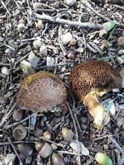 Hortiboletus engelii
