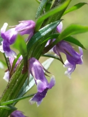 Anarrhinum bellidifolium