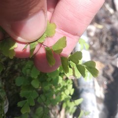 Adiantum poiretii