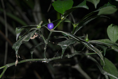 Psychotria laciniata