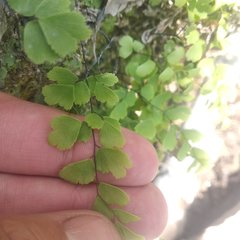 Adiantum poiretii