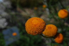 Leucanthemum discoideum