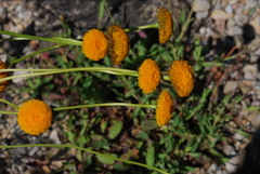 Leucanthemum discoideum