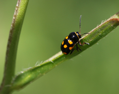Cryptocephalus octoguttatus