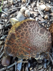 Hortiboletus engelii