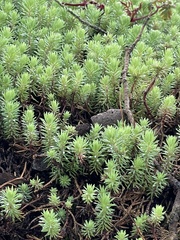 Petrosedum forsterianum