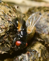 Ulidia apicalis