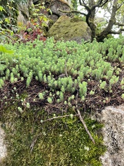 Petrosedum forsterianum
