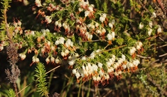 Erica intermedia albiflora