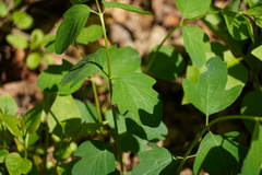 Lonicera caprifolium