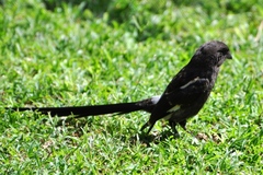Lanius melanoleucus melanoleucus