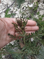 Brassica elongata pinnatifida