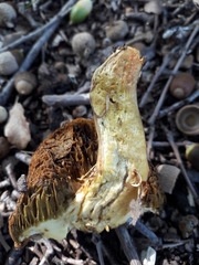 Hortiboletus engelii