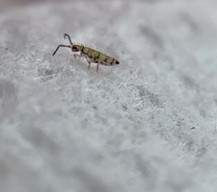 Willowsia nigromaculata