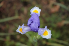 Iris xiphium