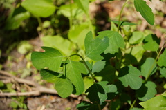 Lonicera caprifolium
