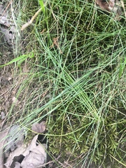 Eleocharis wolfii