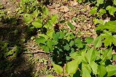 Lonicera caprifolium