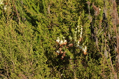 Erica intermedia albiflora