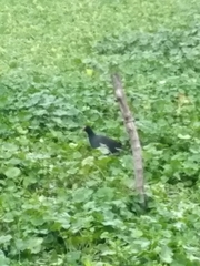 Gallinula galeata