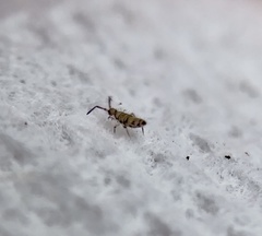 Willowsia nigromaculata