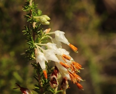 Erica intermedia albiflora