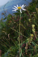 Leucanthemum heterophyllum