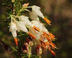 Erica intermedia albiflora
