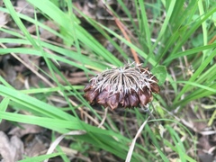 Trifolium reflexum