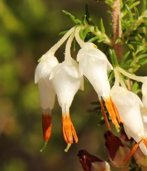 Erica intermedia albiflora