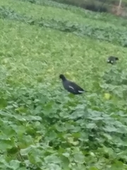 Gallinula galeata